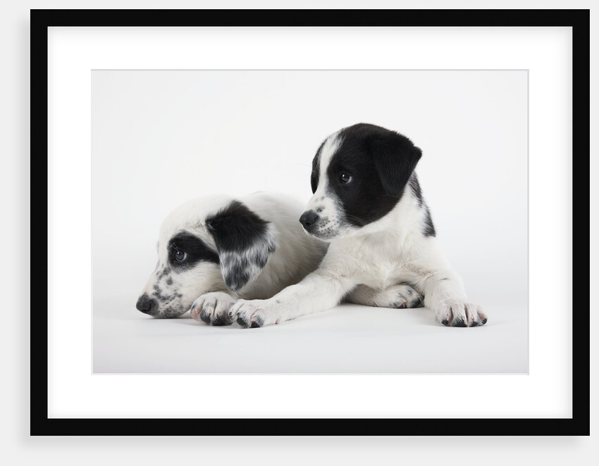 Two Puppies by Anonymous