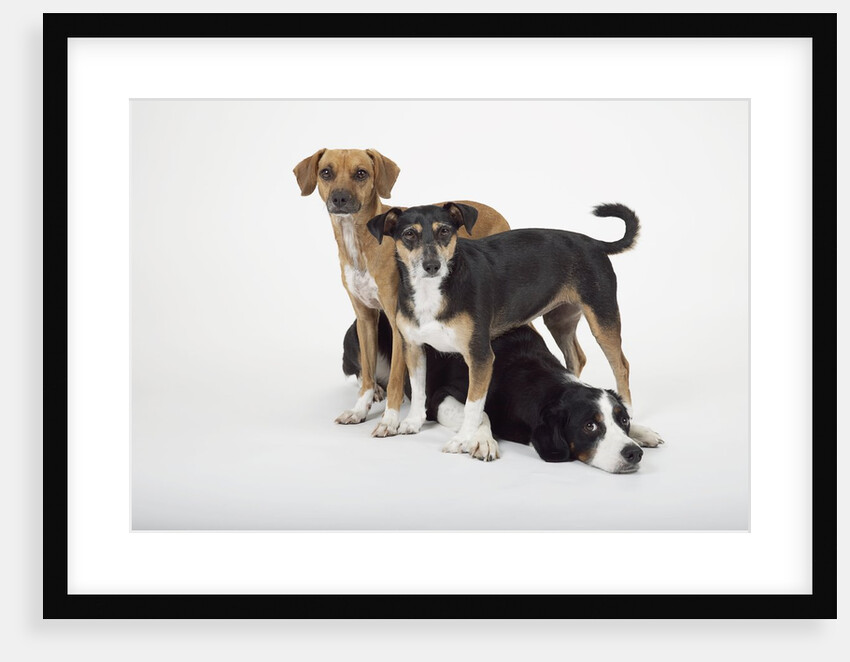 Three Dogs by Anonymous