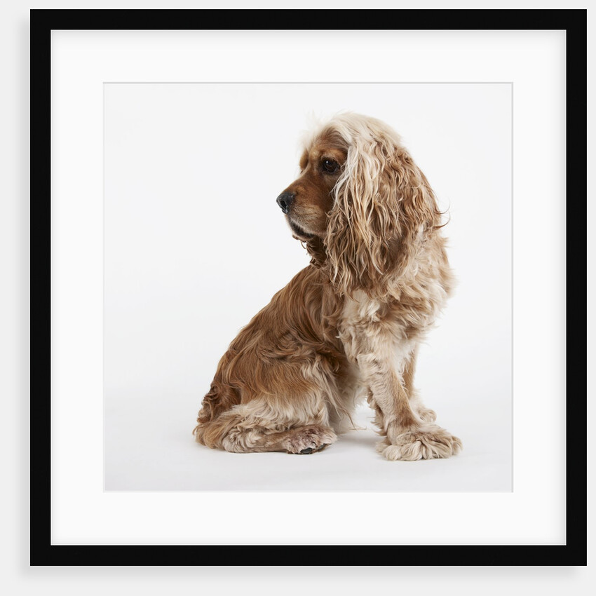 Sitting Dog by Anonymous