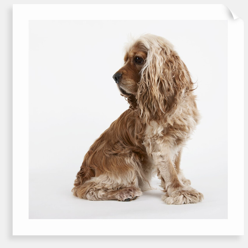 Sitting Dog by Anonymous