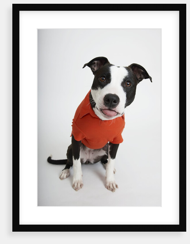 Quirky Dog in a Shirt by Anonymous