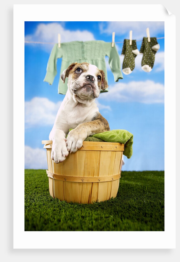 Bulldog Puppy in Laundry Basket by Anonymous