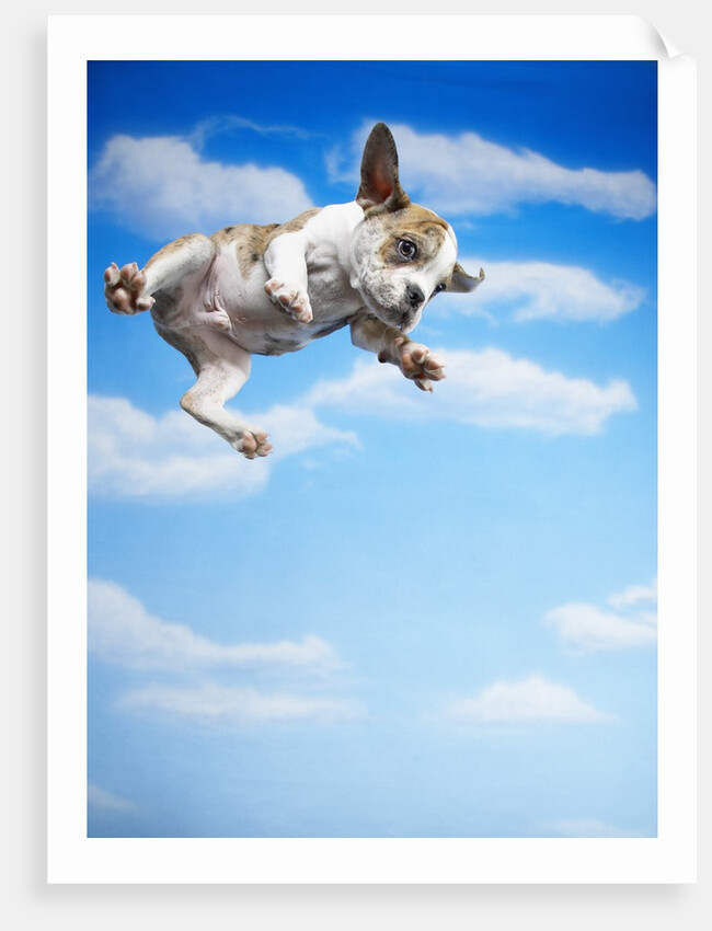 Flying Bulldog Puppy by Anonymous