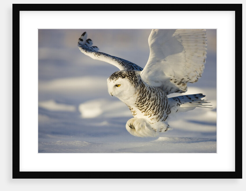 Snowy Owl in Flight Hunting by Anonymous