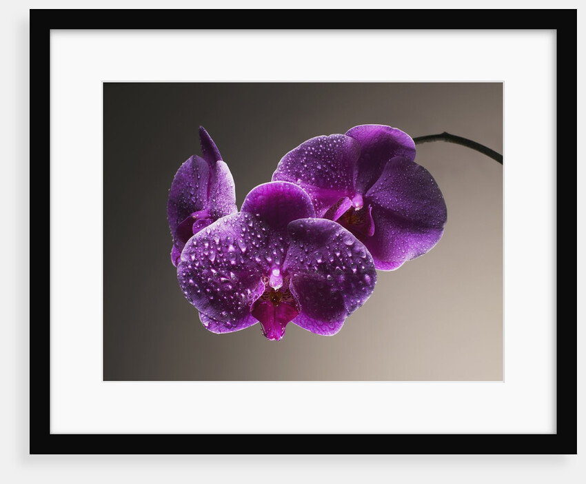 Water Drops on Orchids by Anonymous