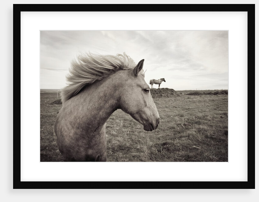 Horses in Field by Anonymous