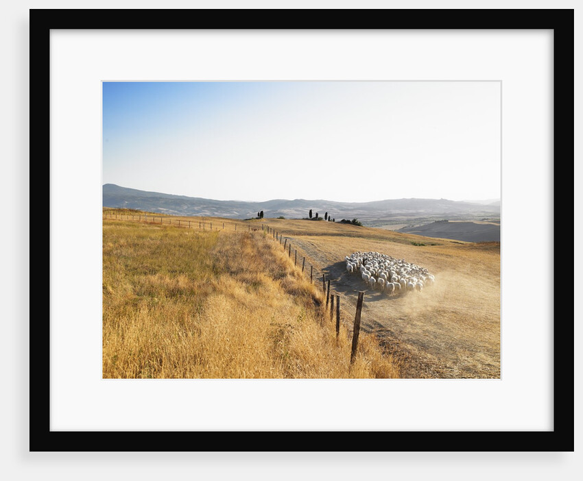Herd of Sheep by Anonymous