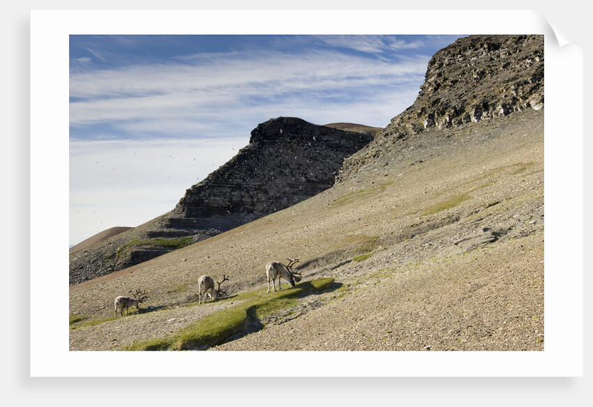 Reindeer Grazing on Tundra on Edgeoya Island by Anonymous