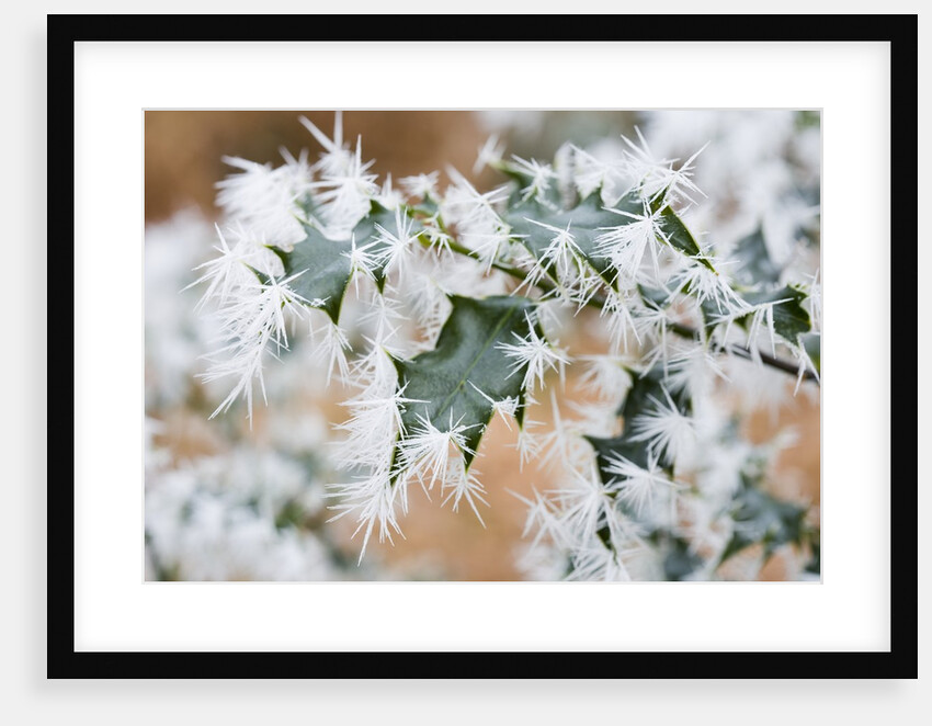 Needle ice on holly leaves by Anonymous