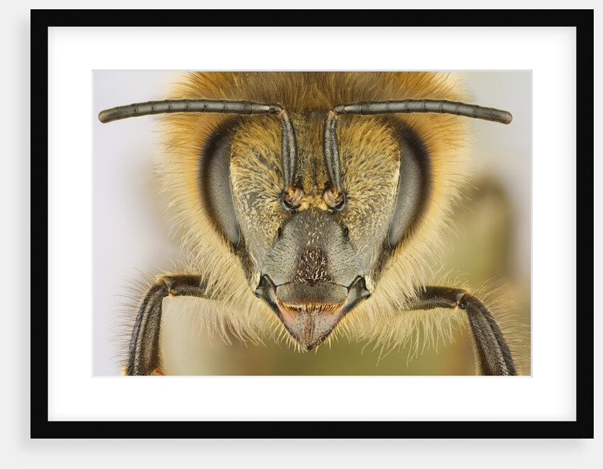 Close-up of honey bee by Anonymous
