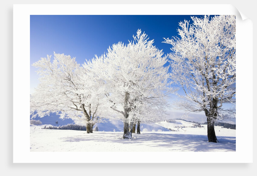 Frost-covered beech trees in Black Forest by Anonymous