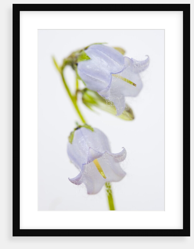 Bearded Bellflower by Anonymous