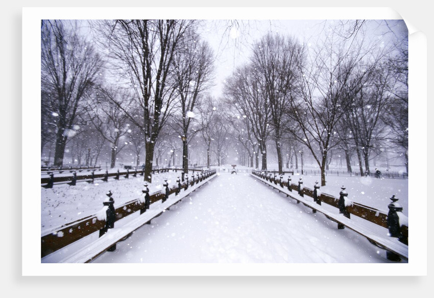 Central Park in winter by Anonymous