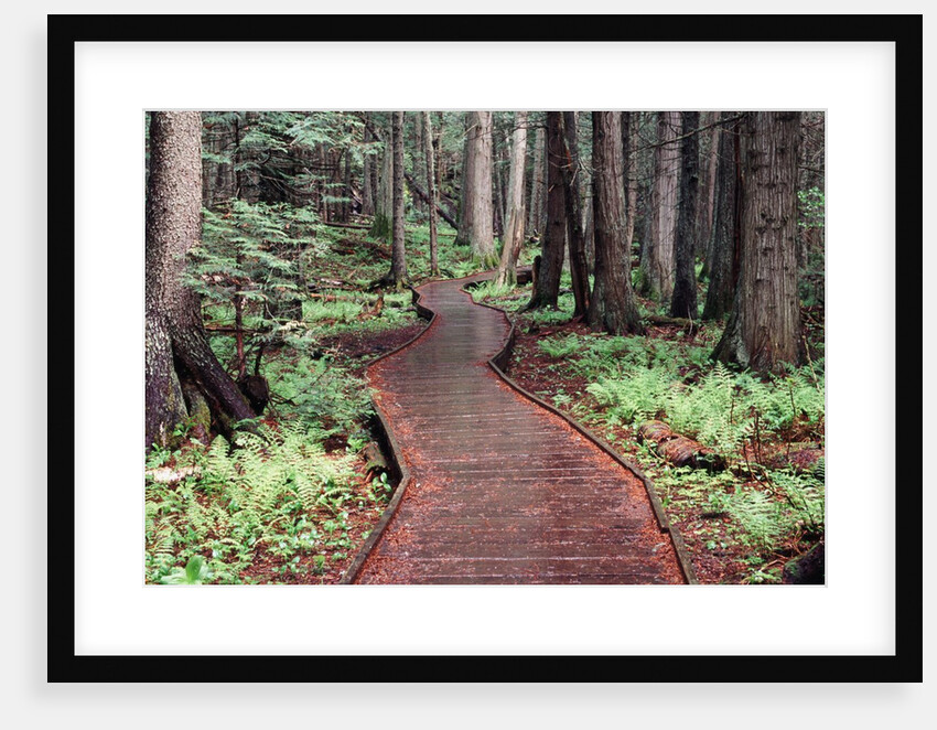 Forest, Glacier National Park, Montana by Anonymous