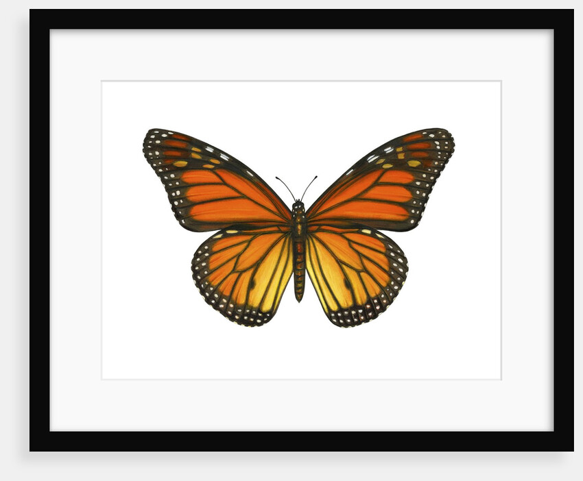 A Monarch Butterfly by Anonymous