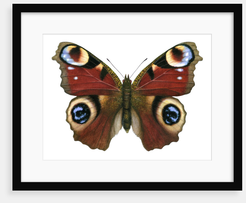 A Peacock Butterfly by Anonymous