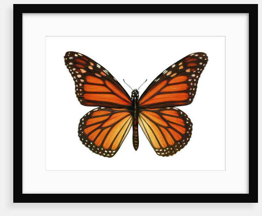 Another Monarch Butterfly by Anonymous