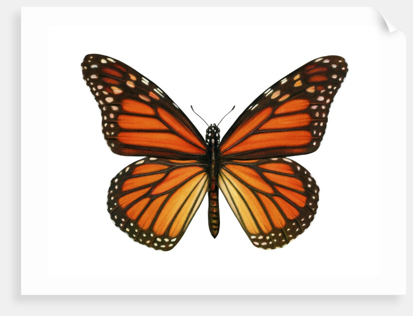Another Monarch Butterfly by Anonymous