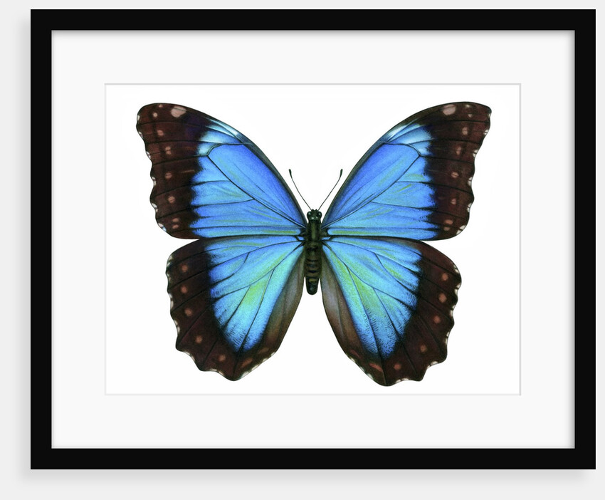 A Morpho Butterfly by Anonymous
