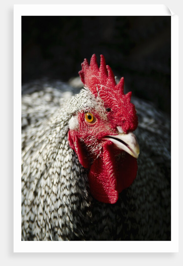 Male chicken by Anonymous