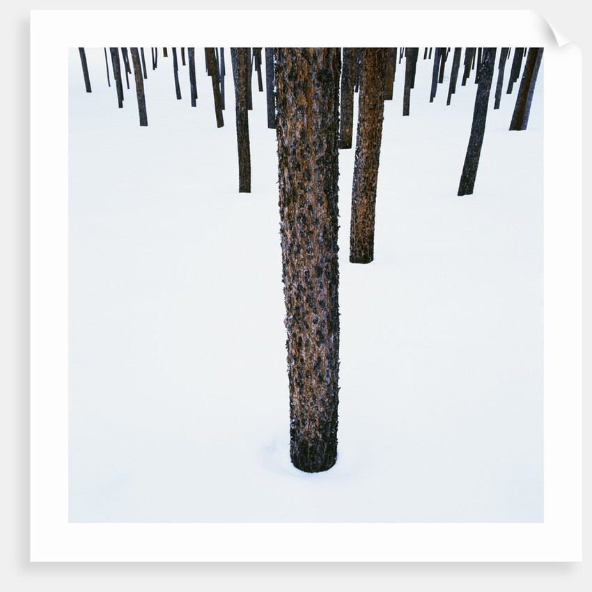 Tree Trunks in Snow by Anonymous