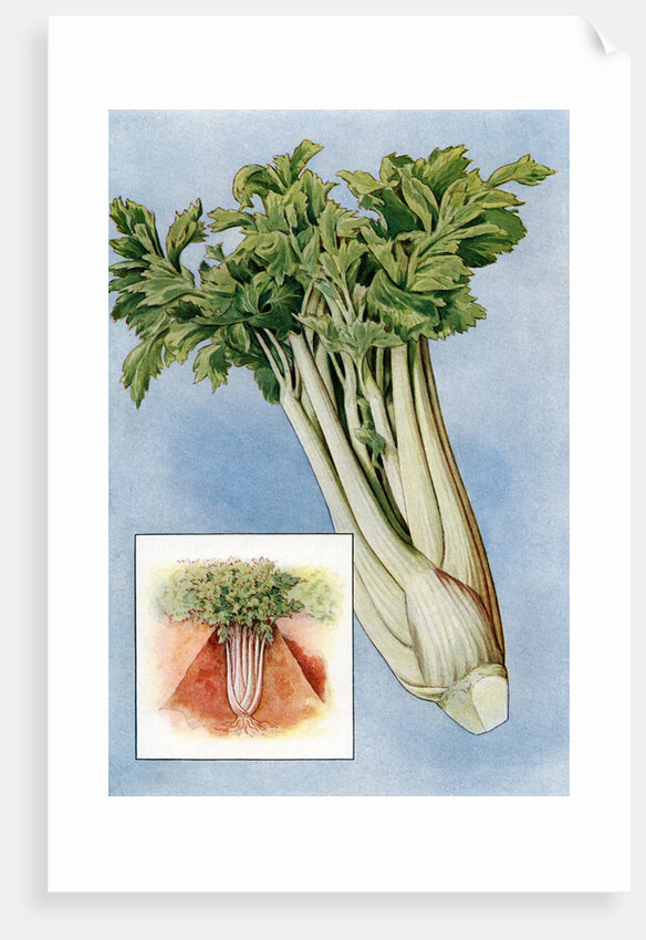 Illustration of celery by Anonymous