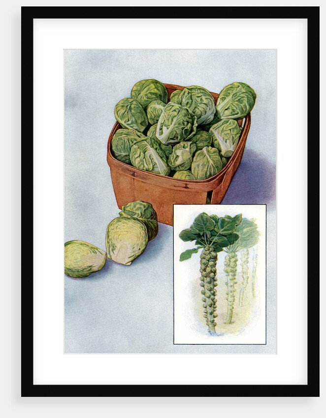 Illustration of brussels sprouts by Anonymous