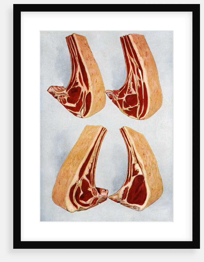 Illustration of four types of beef rib cuts by Anonymous