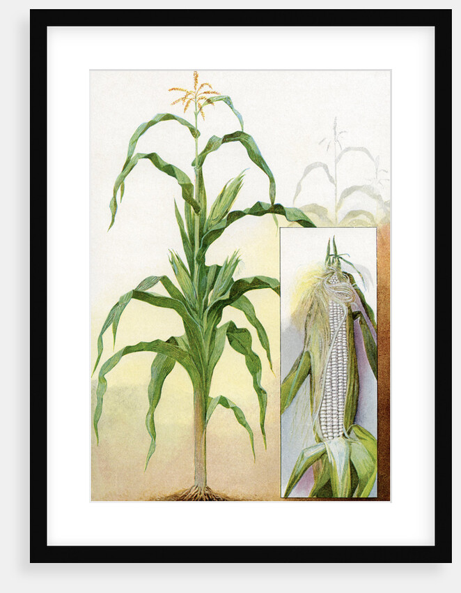Illustration of white corn plant by Anonymous
