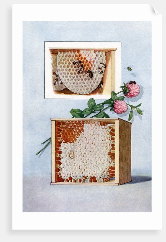 Illustration of bees making clover honey in propagation boxes by Anonymous