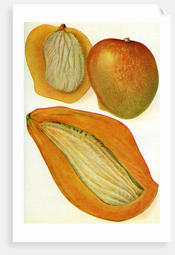 Illustration of mangoes by Anonymous
