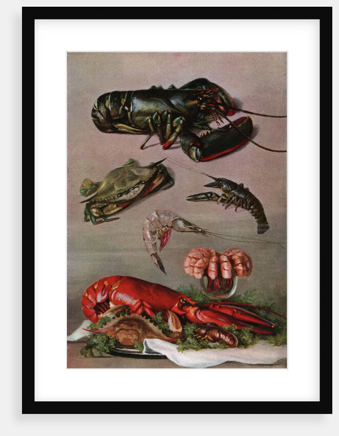Illustration of various shellfish by Anonymous