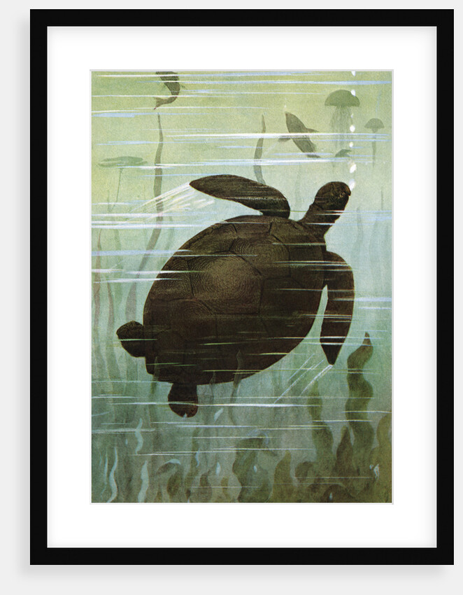 Illustration of green turtle by Anonymous