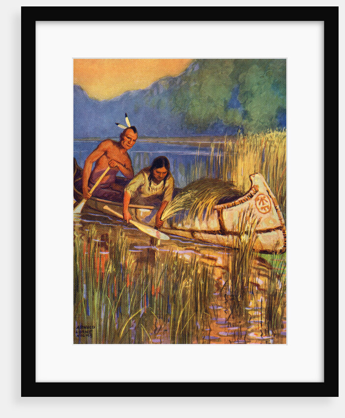 Illustration of Native Americans harvesting wild rice by Arnold Lorne Hicks