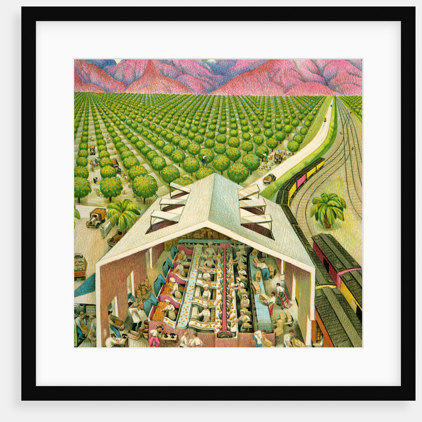 Illustration of California Orange Grove by C.H. DeWitt