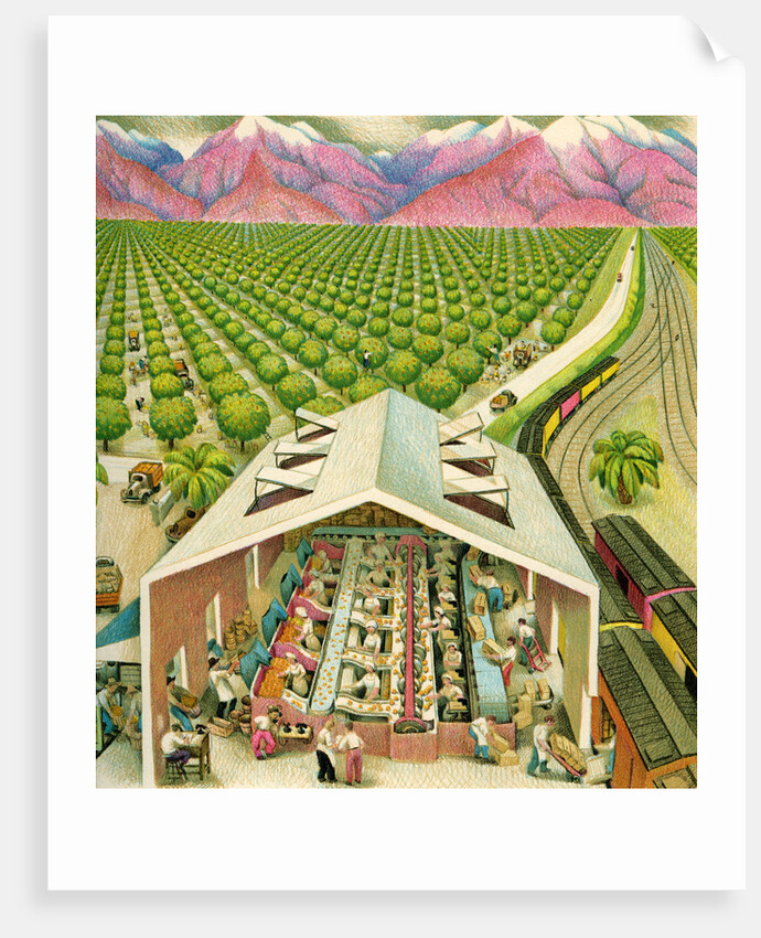 Illustration of California Orange Grove by C.H. DeWitt