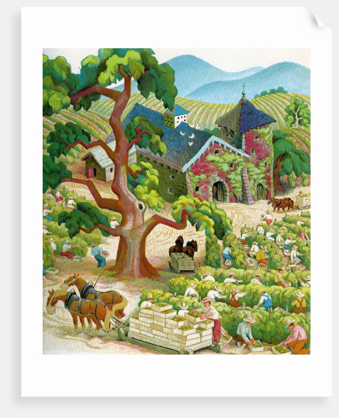 Illustration of Laborers Harvesting Grapes in Napa Valley by C.H. DeWitt