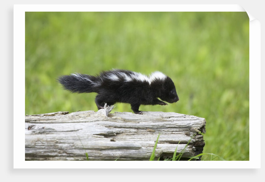 Baby skunk on log by Anonymous