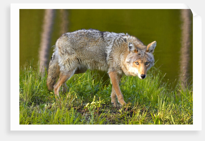 Coyote by Anonymous