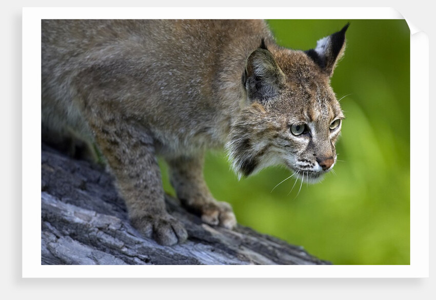 Lynx on log by Anonymous