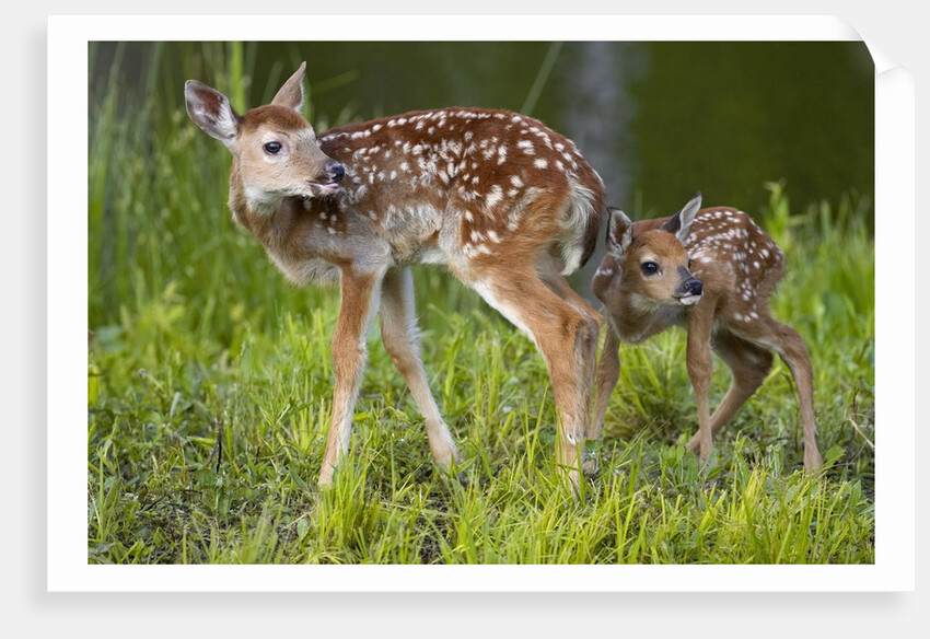 Two white-tailed deer fawns by Anonymous
