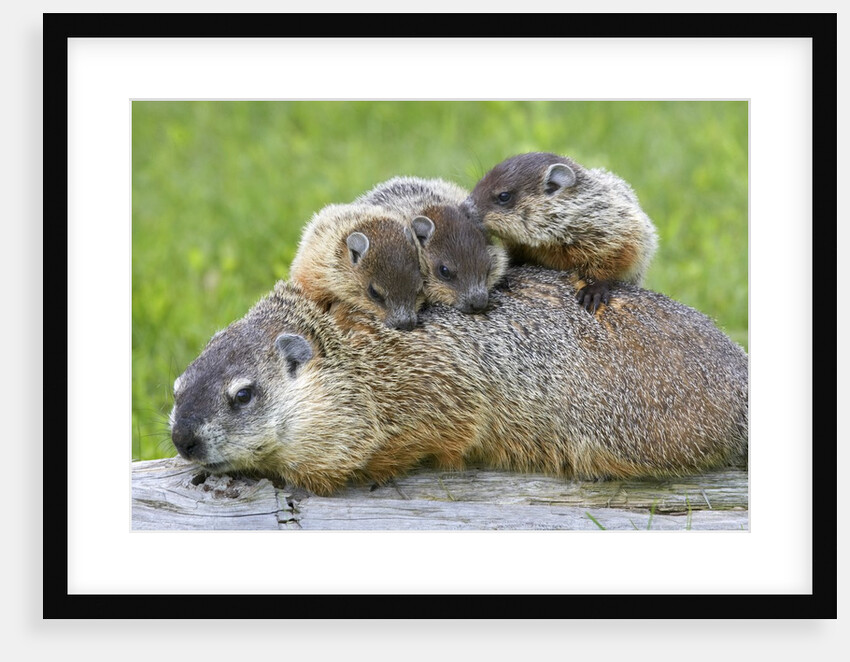 Woodchuck family by Anonymous