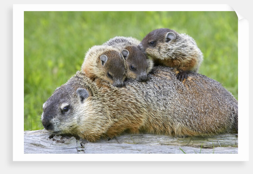 Woodchuck family by Anonymous