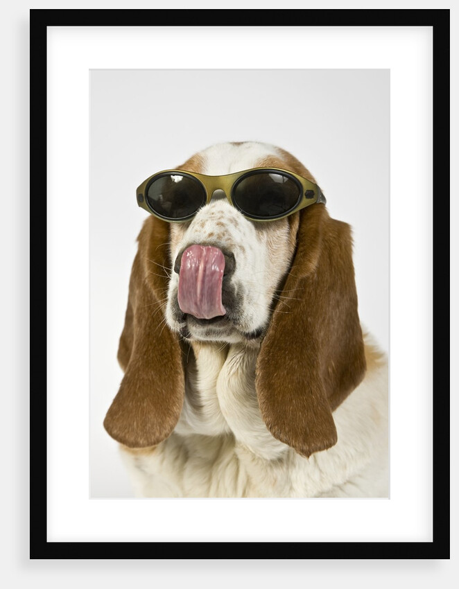 Bassett hound licking nose by Anonymous