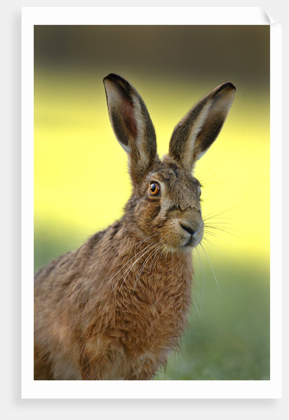 Alert Adult Brown Hare by Anonymous