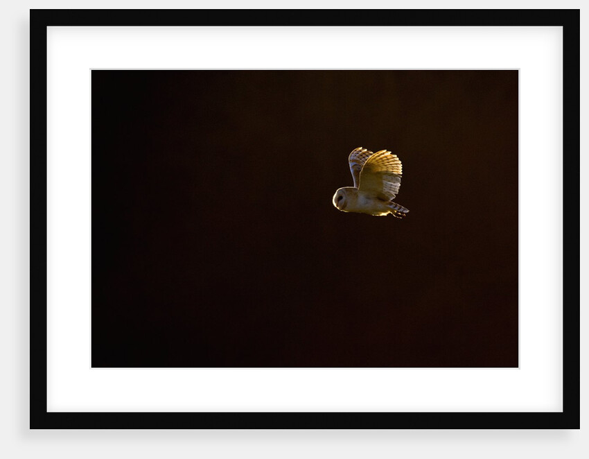 Adult Barn Owl in Flight by Anonymous