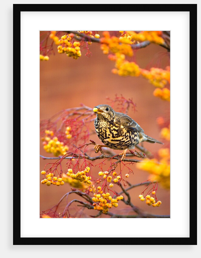 Mistle Thrush Feeding in a Rowan Tree by Anonymous