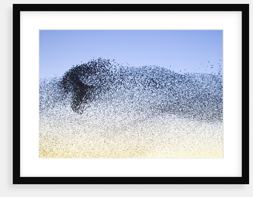 Flock of Starlings by Corbis