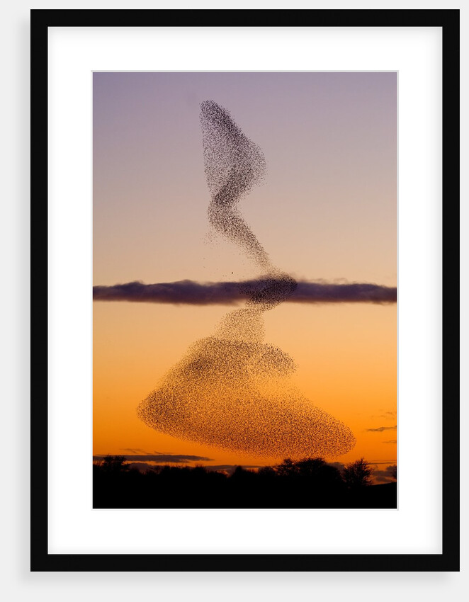 Flock of Starlings Avoiding a Peregrine Falcon at Dusk by Anonymous