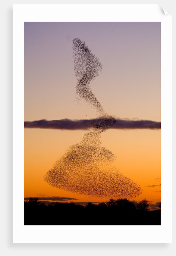 Flock of Starlings Avoiding a Peregrine Falcon at Dusk by Anonymous